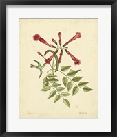 Bird & Botanical VI Fine Art Print