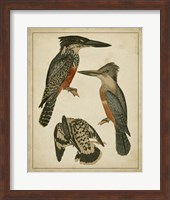 Vintage Kingfishers I Fine Art Print