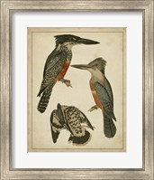 Vintage Kingfishers I Fine Art Print