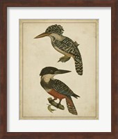 Vintage Kingfishers II Fine Art Print