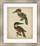 Vintage Kingfishers II Fine Art Print