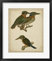 Vintage Kingfishers III Fine Art Print