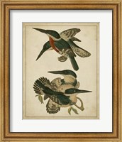 Vintage Kingfishers IV Fine Art Print
