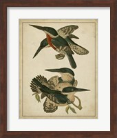 Vintage Kingfishers IV Fine Art Print