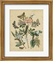 Butterfly Stages I Fine Art Print