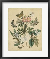 Butterfly Stages I Fine Art Print