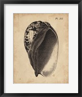 Vintage Diderot Shell IV Fine Art Print