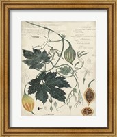 Botanical by Descube I Fine Art Print