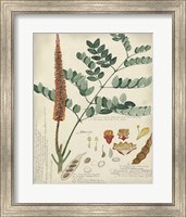 Botanical by Descube II Fine Art Print