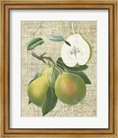 Orchard Medley II Fine Art Print