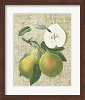 Orchard Medley II Fine Art Print