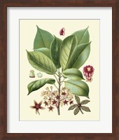 Botanical Glory I Fine Art Print