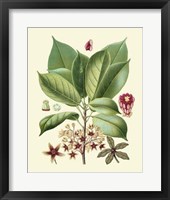 Botanical Glory I Fine Art Print