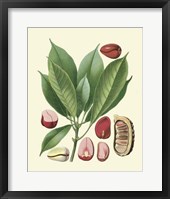 Botanical Glory VI Fine Art Print