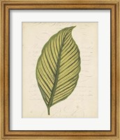 Textured Leaf Study IV Fine Art Print