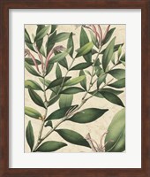 Botanic Beauty II Fine Art Print