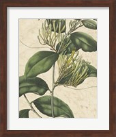 Botanic Beauty IV Fine Art Print
