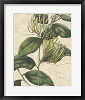 Botanic Beauty IV Fine Art Print