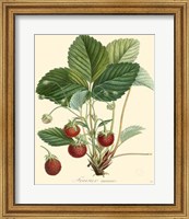 Strawberries Fine Art Print