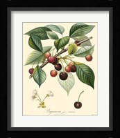 Cherries Fine Art Print