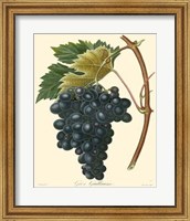 Grapes II Fine Art Print