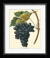 Grapes II Framed Print