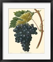 Grapes II Fine Art Print
