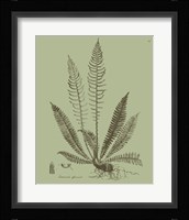 Fresh Ferns I Fine Art Print