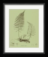 Fresh Ferns II Fine Art Print