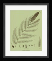 Fresh Ferns III Fine Art Print