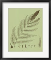 Fresh Ferns III Fine Art Print
