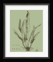 Fresh Ferns IV Fine Art Print