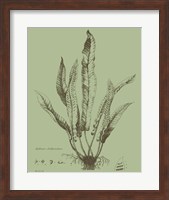 Fresh Ferns IV Fine Art Print