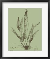 Fresh Ferns IV Fine Art Print