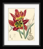Elegant Tulips I Fine Art Print