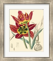 Elegant Tulips I Fine Art Print