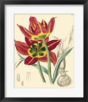 Elegant Tulips I Fine Art Print