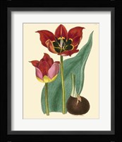 Elegant Tulips II Fine Art Print
