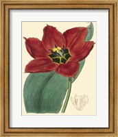 Elegant Tulips III Fine Art Print
