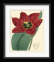 Elegant Tulips III Fine Art Print