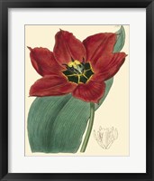 Elegant Tulips III Fine Art Print