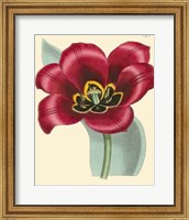Elegant Tulips IV Fine Art Print