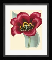 Elegant Tulips IV Fine Art Print