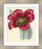 Elegant Tulips IV Fine Art Print