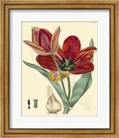 Elegant Tulips V Fine Art Print