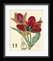 Elegant Tulips V Fine Art Print