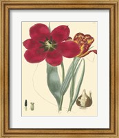 Elegant Tulips VI Fine Art Print