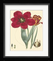Elegant Tulips VI Fine Art Print