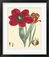 Elegant Tulips VI Fine Art Print