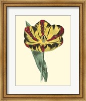 Antique Tulip I Fine Art Print